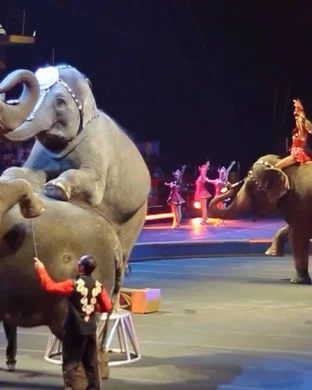 Aladdin Shrine Circus